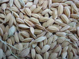 Image of rice