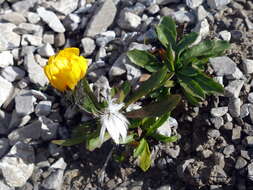 Image of Scorzoneroides montana (Lam.) J. Holub