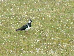 Image of Lapwing