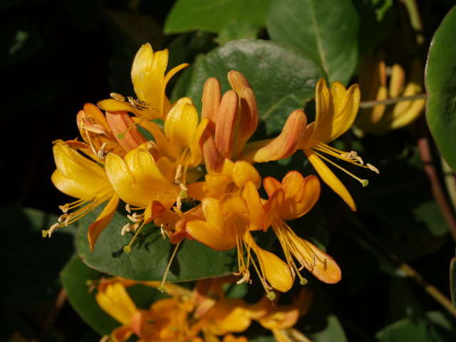 Image of Orange Honeysuckle