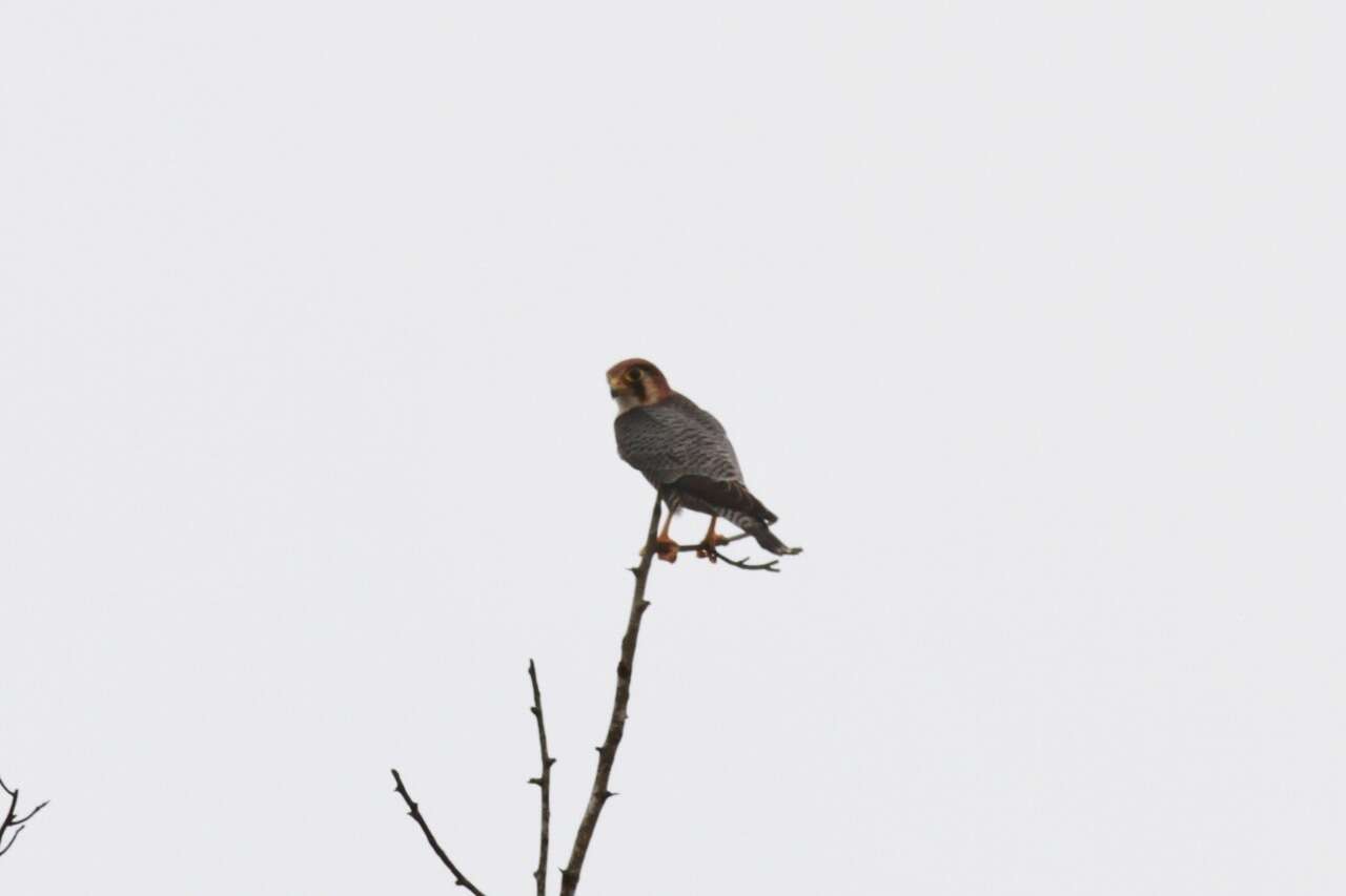 Image of Red-headed Falcon