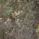 Image of Boronia denticulata Sm.