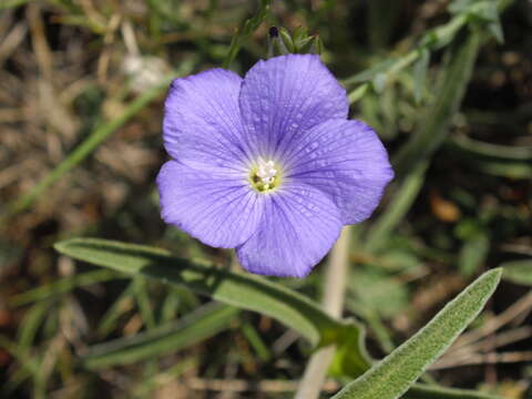 Image of Blue flax