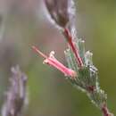 Image of Adenanthos macropodianus E. C. Nelson