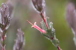 Image de Adenanthos macropodianus E. C. Nelson