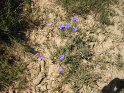 Image of Blue flax