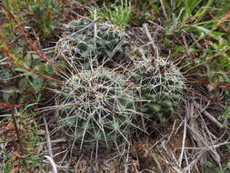 Image of Coryphantha georgii Boed.