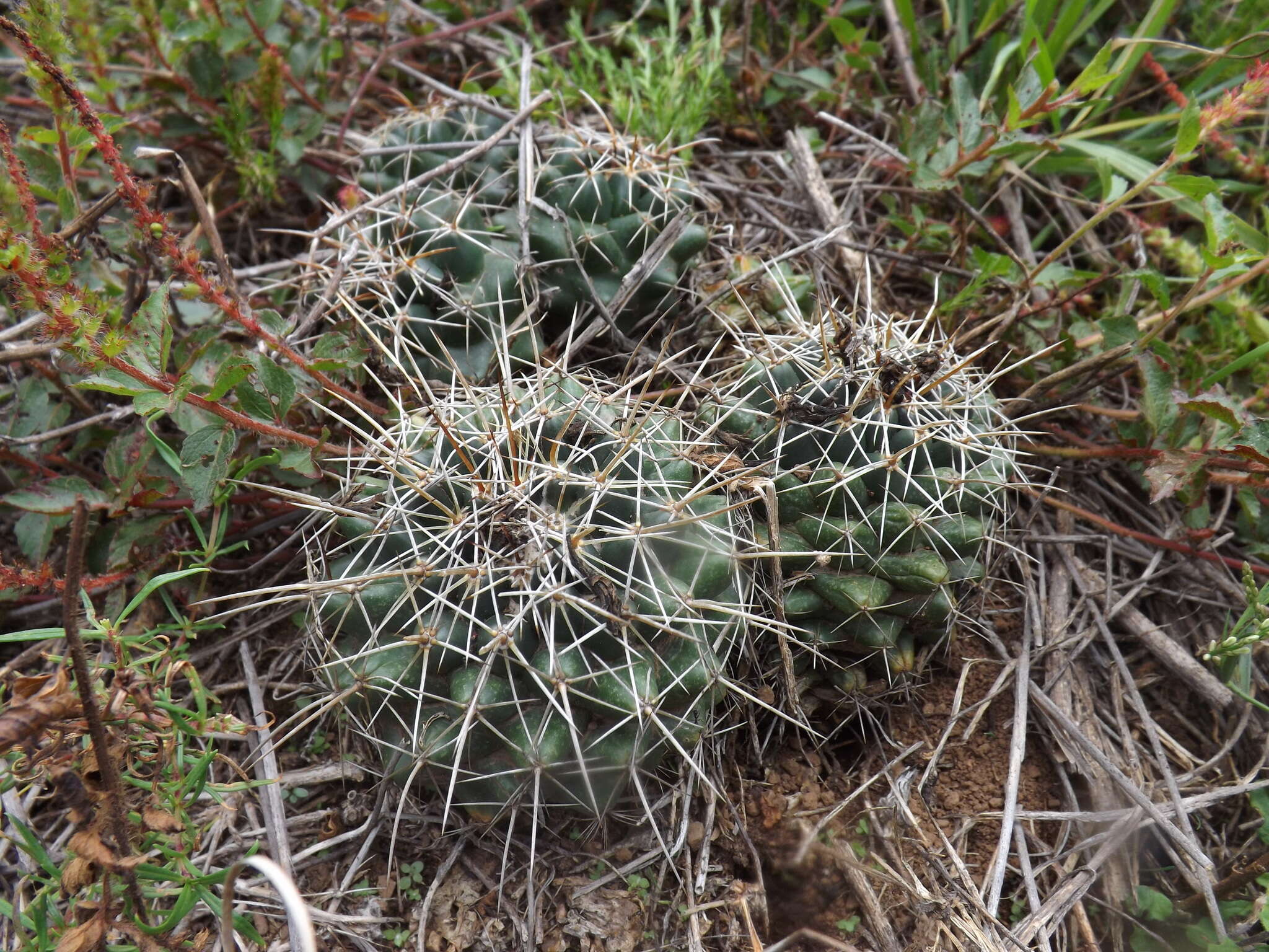 Image of Coryphantha georgii Boed.