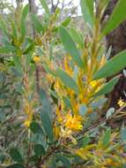 Image of Persoonia glaucescens Schultes & J. H. Schultes