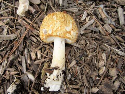 Image of Agaricus nanaugustus Kerrigan 2016