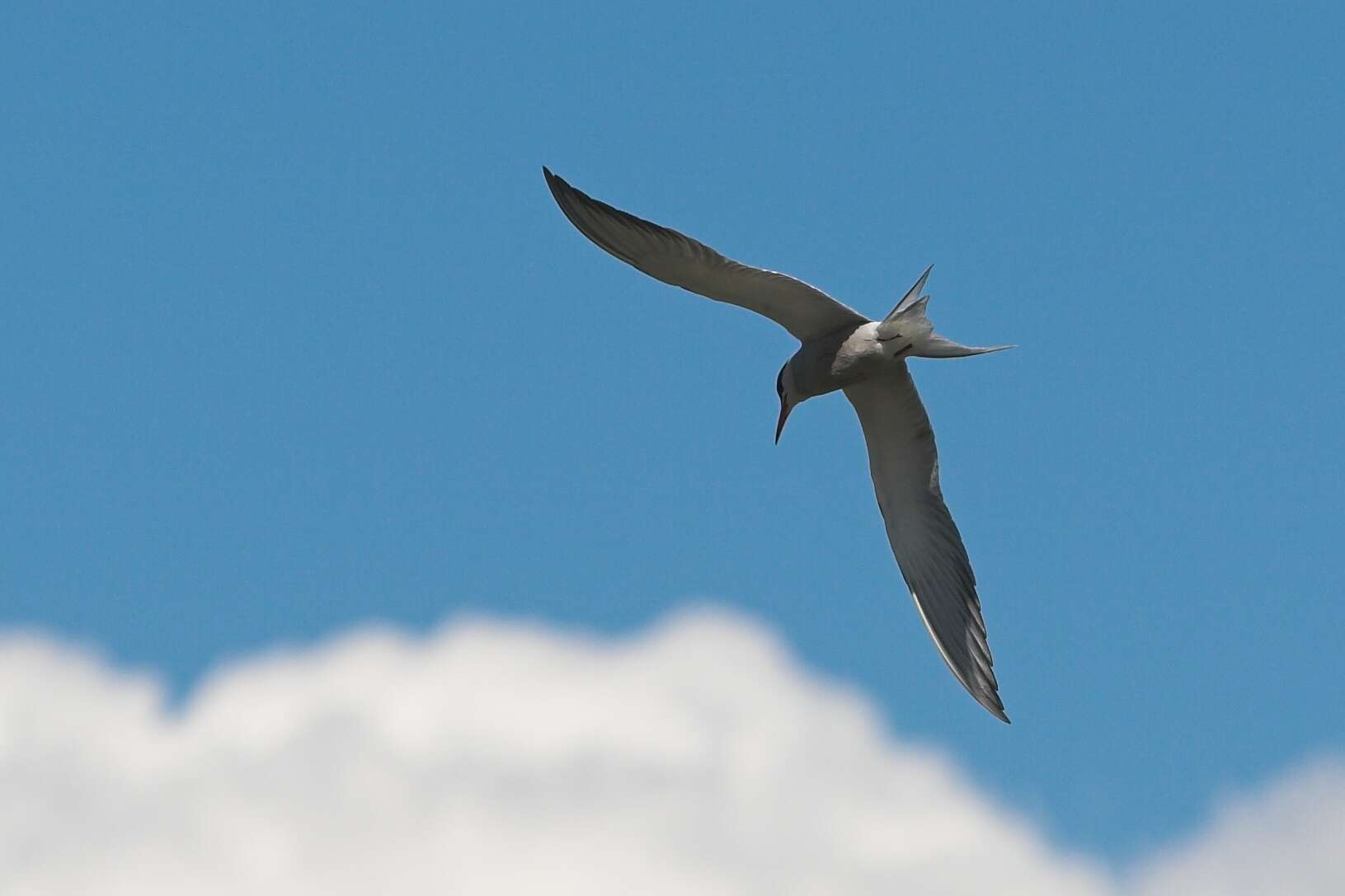 Image of Common Tern