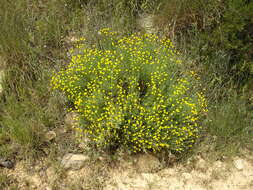 Image of lavender cotton