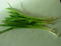 Image of garden onion