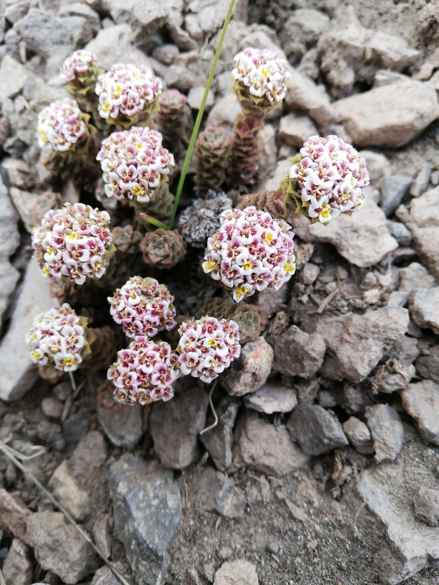 Image of Nassauvia lagascae (D. Don) F. Meigen