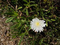 Imagem de Malacothrix saxatilis (Nutt.) Torr. & A. Gray