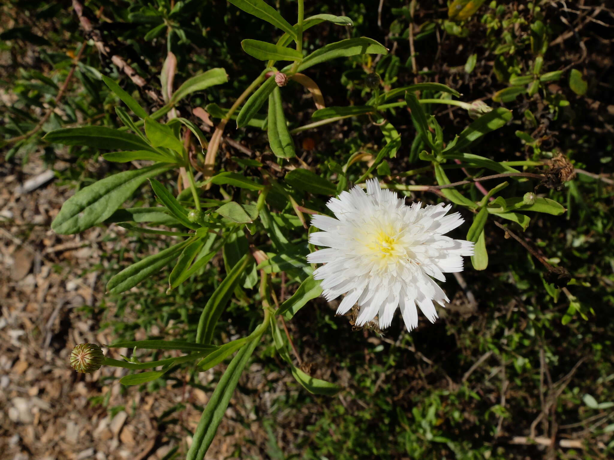 Imagem de Malacothrix saxatilis (Nutt.) Torr. & A. Gray