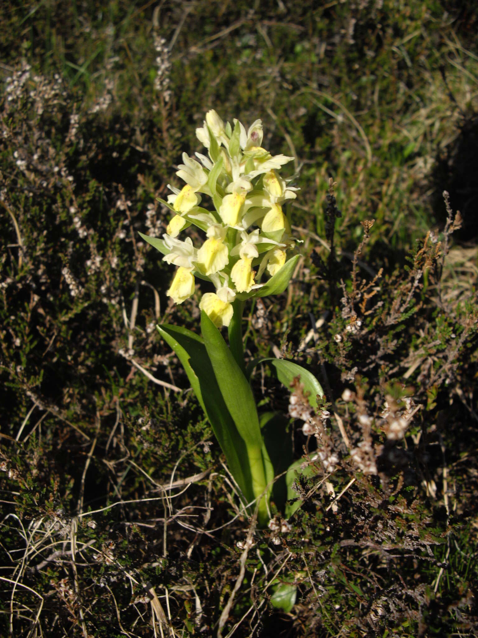 Image of Elder-flowered orchid