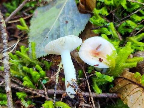 Image of Russula betularum Hora 1960