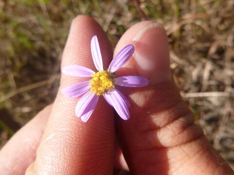 Imagem de Ionactis linariifolia (L.) Greene