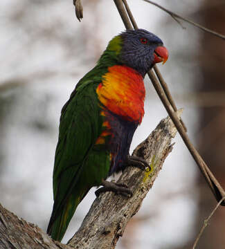 Image de Loriquet arc-en-ciel