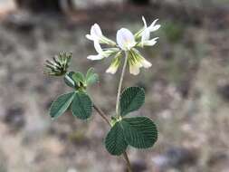 Image de Trifolium breweri S. Watson