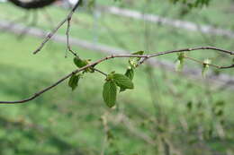 Image of Corylus avellana var. avellana