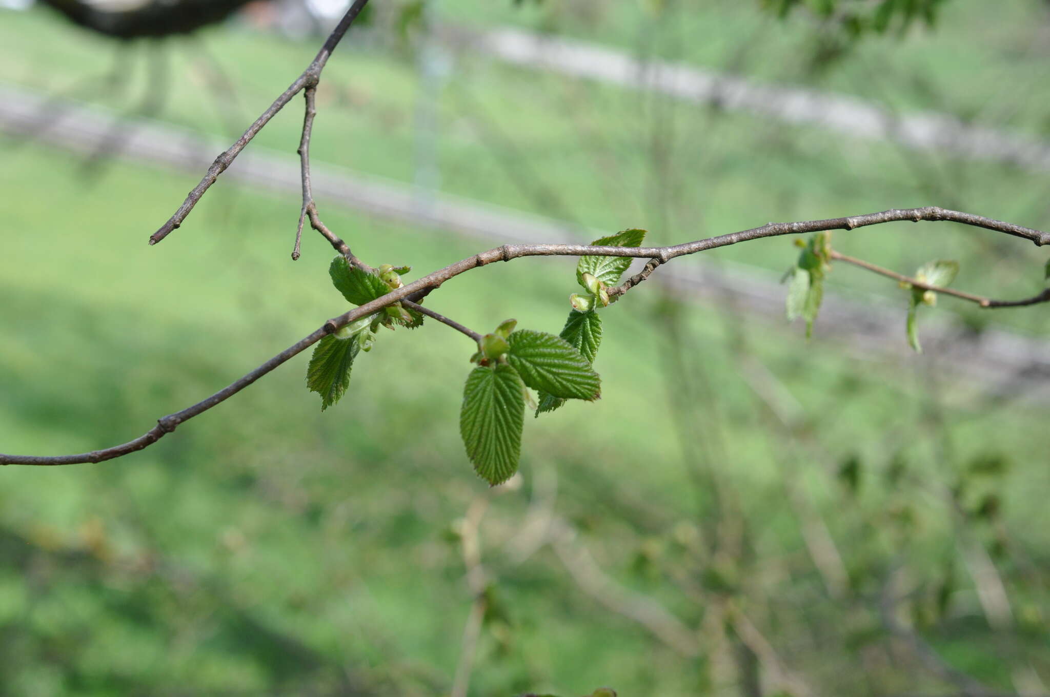 Image of Corylus avellana var. avellana