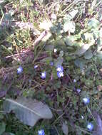 Image of birdeye speedwell