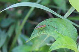 Image of Conocephalus (Anisoptera) ictus (Scudder & S. H. 1875)