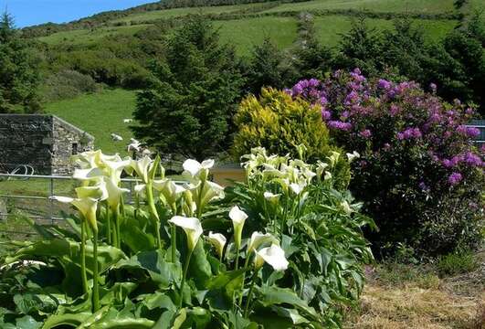 Image de Calla