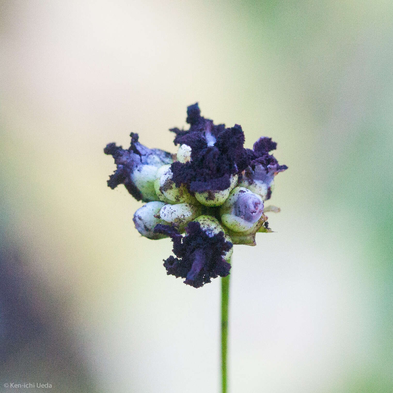 Persicaria sagittata (L.) H. Gross resmi