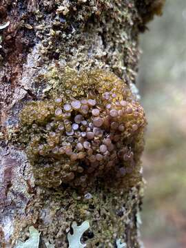 Collema leptaleum Tuck. resmi