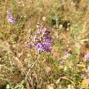 Imagem de <i>Symphyotrichum <i>concolor</i></i> var. concolor