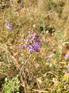 صورة <i>Symphyotrichum <i>concolor</i></i> var. concolor