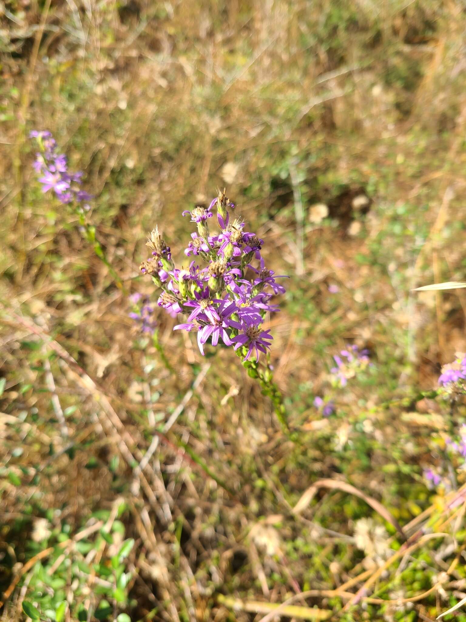 Image of <i>Symphyotrichum <i>concolor</i></i> var. concolor