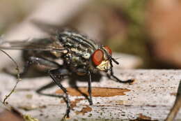 صورة Sarcophaga carnaria (Linnaeus 1758)