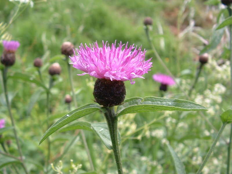 Image of brown knapweed