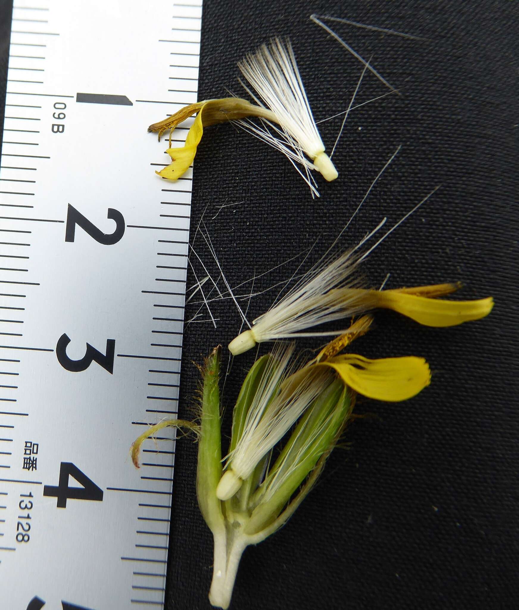 Soroseris erysimoides (Hand.-Mazz.) C. Shih的圖片