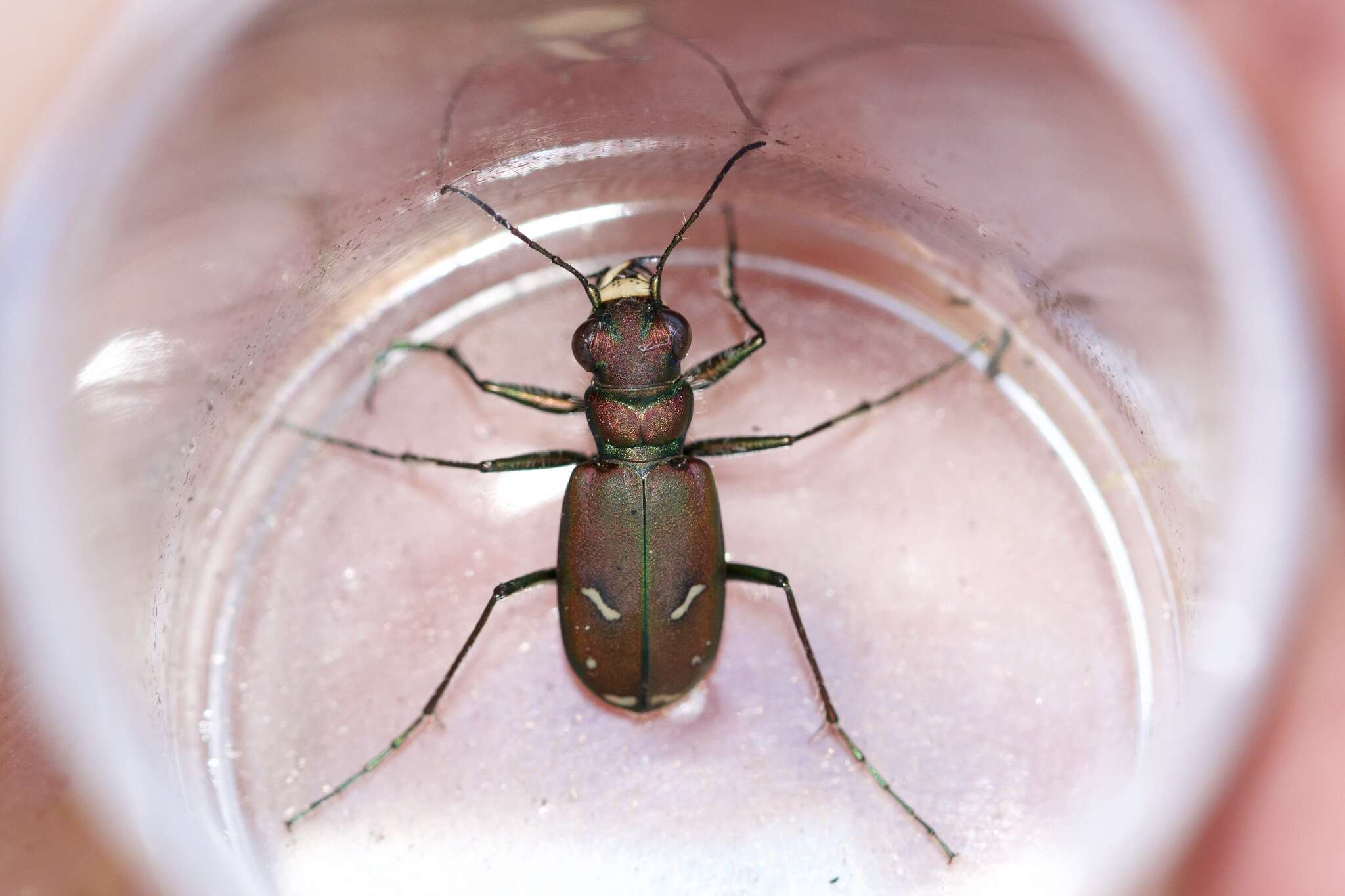 Image of Purple Tiger Beetle