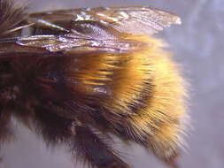 Image of Bombus monticola Smith 1849