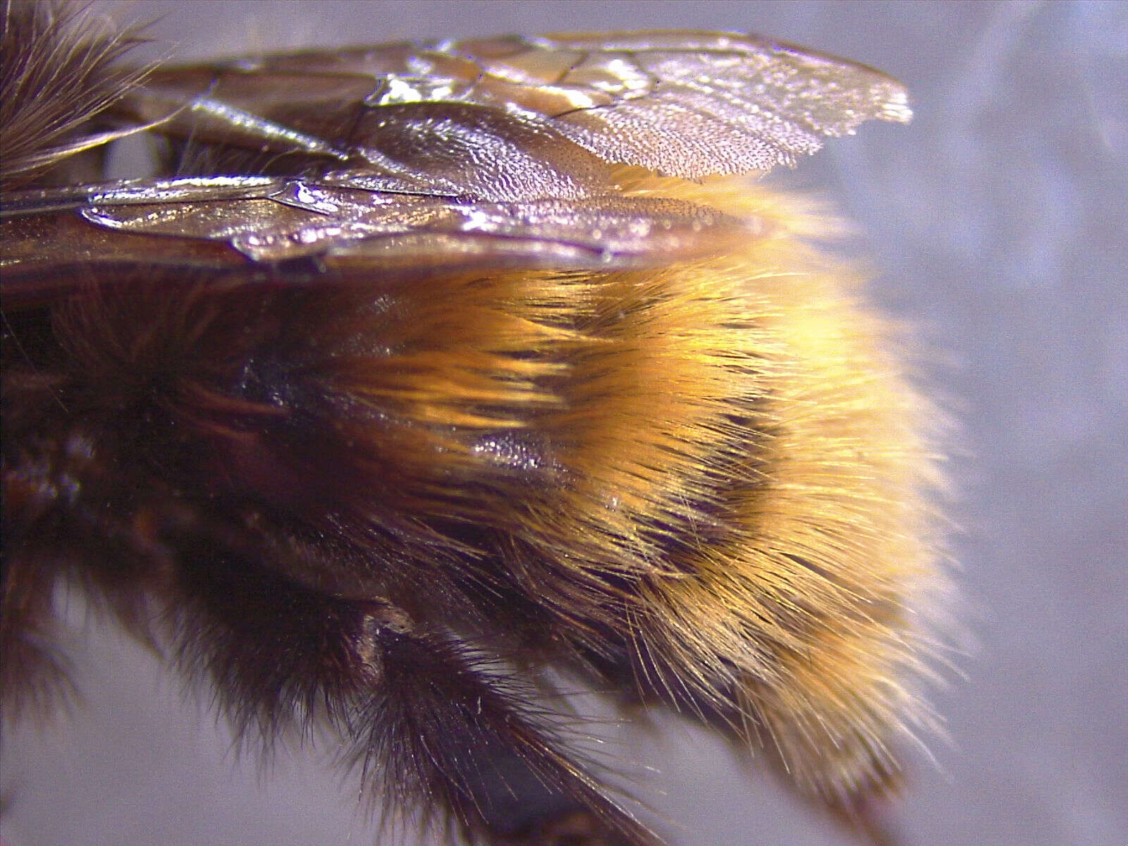 Image of Bombus monticola Smith 1849