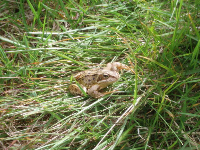 Image of Common frog