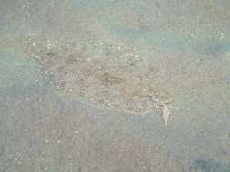 Image of Grohmann's Scaldfish