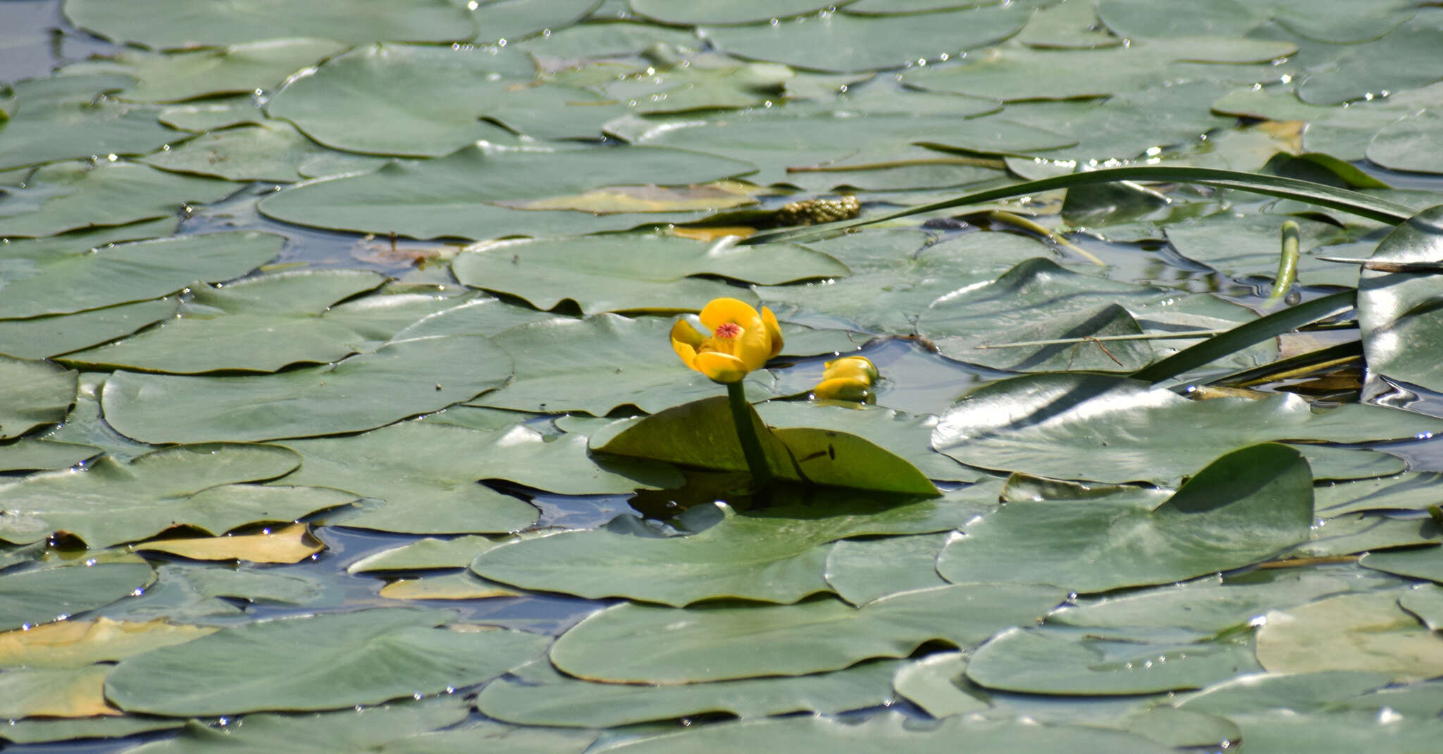 Image de Nuphar rubrodisca Morong