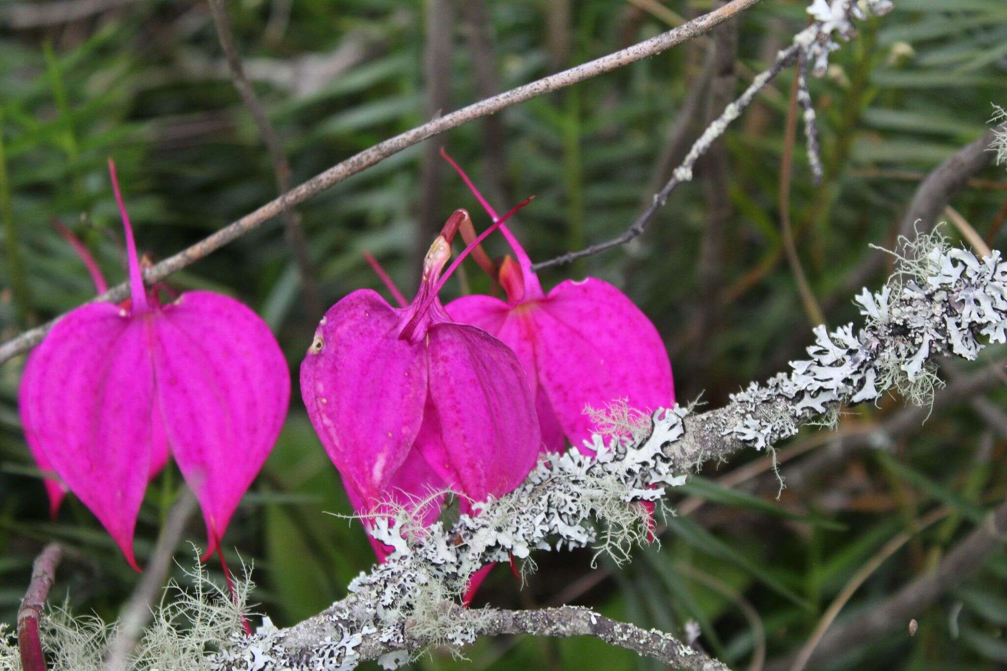 Image de Masdevallia coccinea Linden ex Lindl.