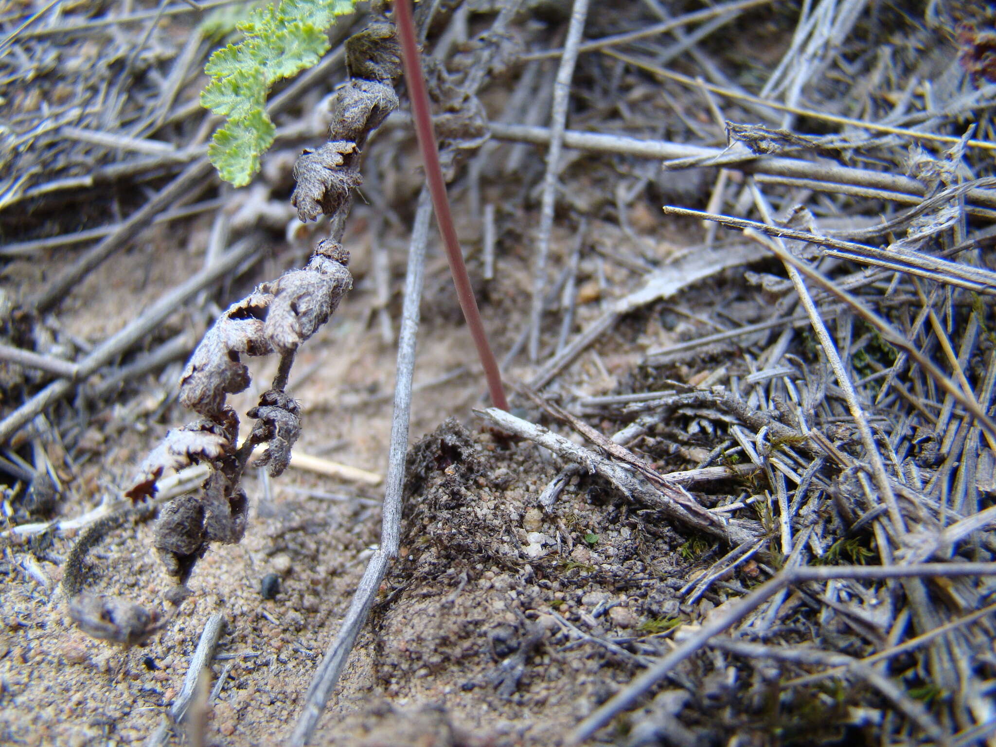 Image of Crassula saxifraga Harv.