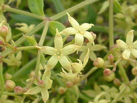 Image of Rubia peregrina L.