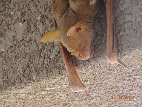 Image of Commerson's Leafnosed Bat