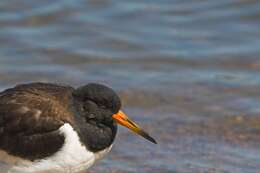 Image of oystercatcher, eurasian oystercatcher