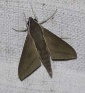 Image of Pale Brown Hawkmoth